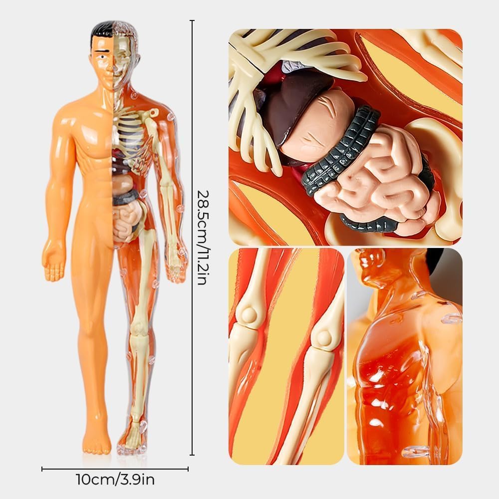 3D Human Body Torso Model for Kid Anatomy Model Skeleton, 2024 New Upgrade Scientific Anatomical Human Body Model Removable Parts, DIY Skeleton Toy Educational Science Kit Kids and Teens (A)