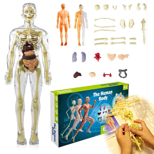 3D Human Body Torso Model for Kid Anatomy Model Skeleton, 2024 New Upgrade Scientific Anatomical Human Body Model Removable Parts, DIY Skeleton Toy Educational Science Kit Kids and Teens (A)